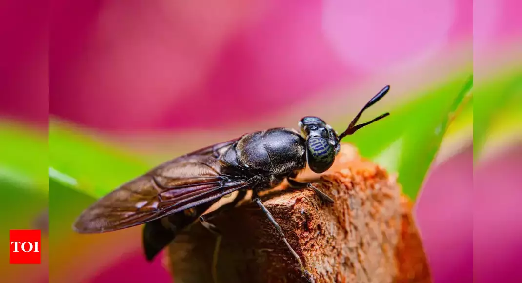 Can this common insect be an answer to the the ever growing problem of waste management