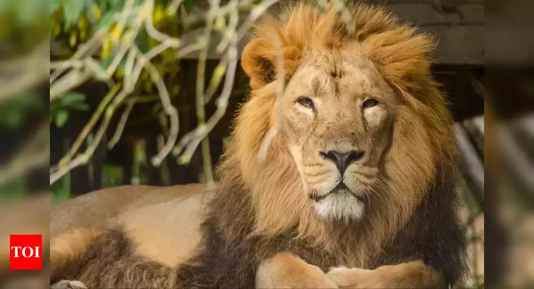 Viral: Gujarat's Asiatic lions spotted roaming in Diu, forest officials explain why